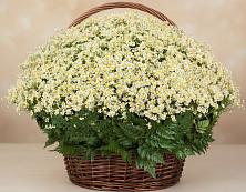 Цветочная композиция из Ромашки в корзине #REPLACE_PRED# Апшеронске