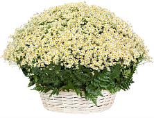 Цветочная композиция из Ромашки в корзине #REPLACE_PRED# Апшеронске